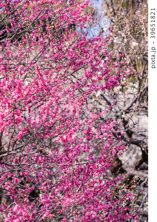 梅の花 梅 ピンクの花 ピンク 初春の花 濃いピンク 日本の花 満開 春の訪れ の写真素材