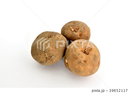 種イモ キタアカリ 種イモ キタアカリ 39652117