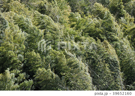 春の嵐・強風で大きく揺れる竹林など＝横浜市内（抗う,強靭,負けない,踏ん張るなどのイメージ） 39652160