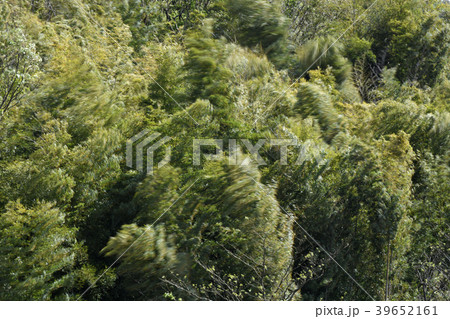 春の嵐・強風で大きく揺れる竹林など＝横浜市内（抗う,強靭,負けない,踏ん張るなどのイメージ） 39652161