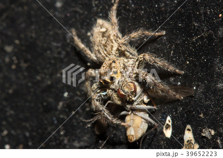 クモ 蜘蛛 スパイダー 39652223