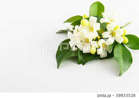White flower, Orange Jessamine on white White flower, Orange Jessamine on white 39653526