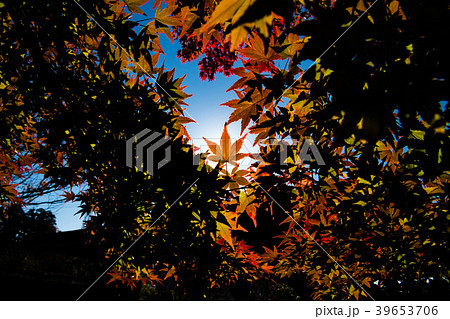 雄山神社の紅葉 雄山神社の紅葉 39653706