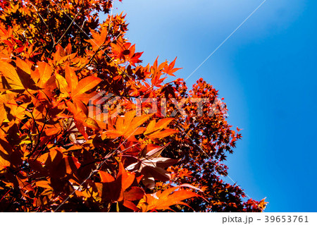 雄山神社の紅葉 39653761