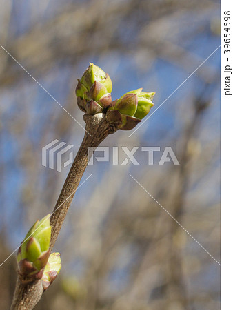 Buds on a tree branch in the spring Buds on a tree branch in the spring 39654598
