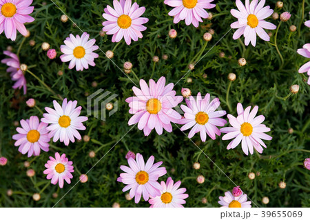 Korean daisy on a field 39655069