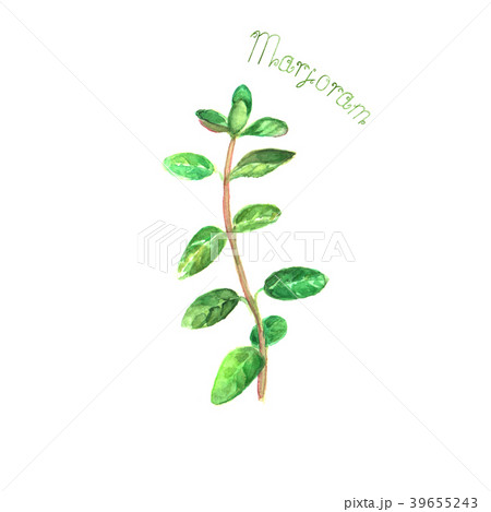 Marjoram herb spice isolated on white background 39655243