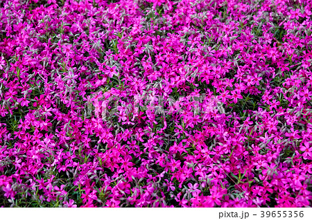 シバザクラ 39655356