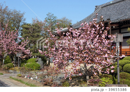 京都　本満寺の桜 39655386