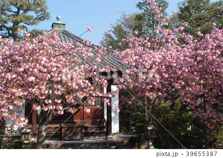 京都　本満寺の桜 39655387