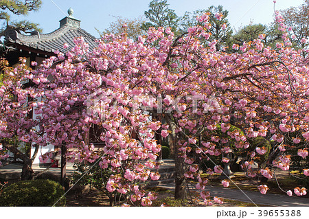 京都　本満寺の桜 39655388