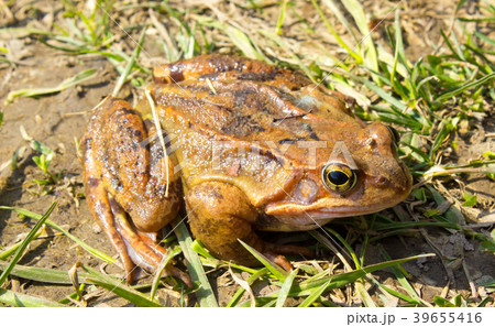 Common frog in the wild in the grass 39655416