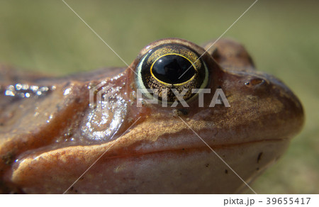 Detail eye common frog in the wild 39655417