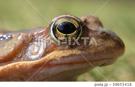 Detail eye frog in the wild on a green background 39655418