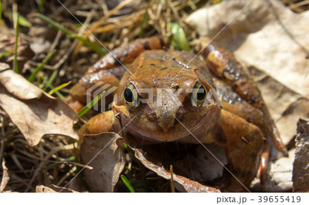 Common frog in the wild on the dry leaves 39655419