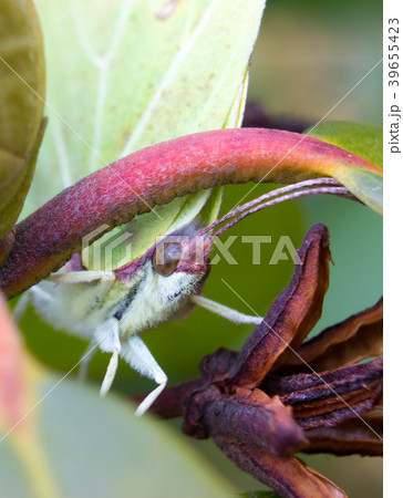 Macro detail head of butterfly - common brimstone Macro detail head of butterfly - common brimstone 39655423