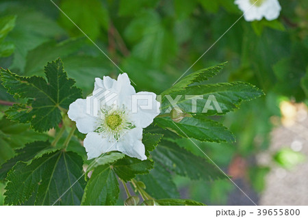 白いカジイチゴの花 白いカジイチゴの花 39655800