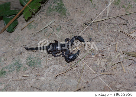 Scorpion on the ground in the forest. 39655956