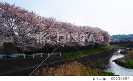 十王川河畔の桜 十王川河畔の桜 39656394