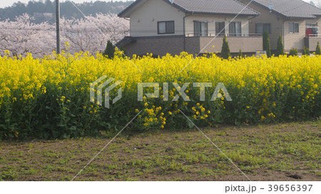 菜の花畑 39656397