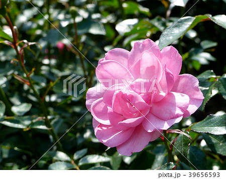 六甲カントリーハウスローズウォーク 39656593