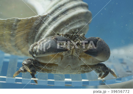 オウギガニ 39656772