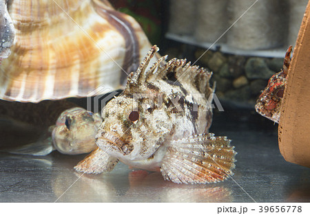 ハオコゼ 39656778