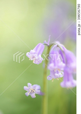 ブルーベル 39656790