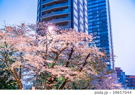 《東京都》夜桜とマンション 39657044