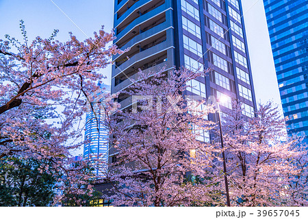 《東京都》夜桜とマンション 39657045