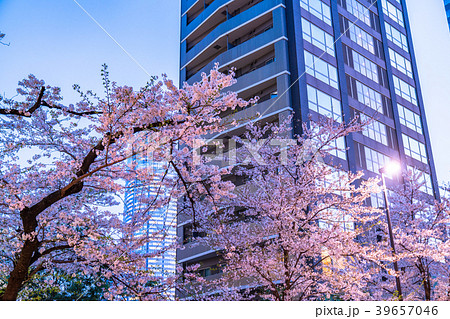 《東京都》夜桜とマンション 39657046