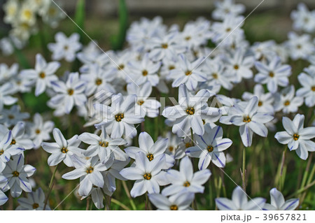 白いハナニラの花 白いハナニラの花 39657821