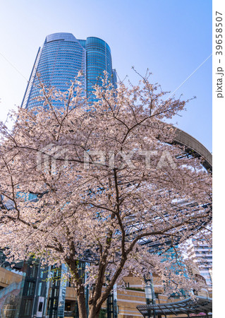 《東京都》春の六本木ヒルズ 39658507