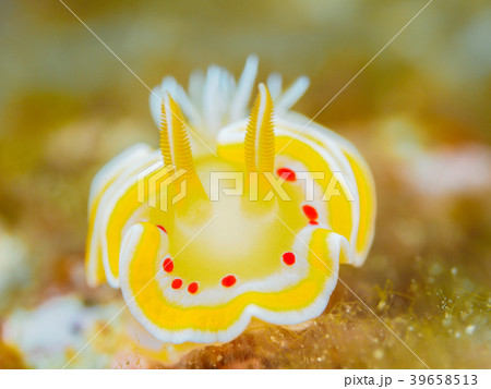 アカテンイロウミウシ 39658513