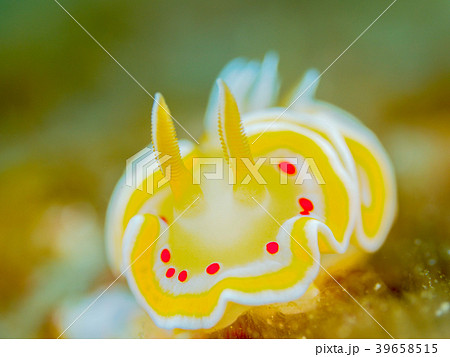 アカテンイロウミウシ 39658515