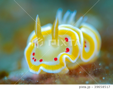 アカテンイロウミウシ アカテンイロウミウシ 39658517