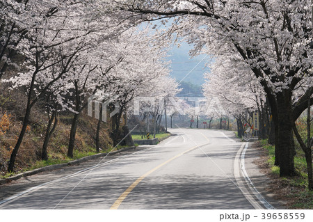 道 道路 桜 39658559