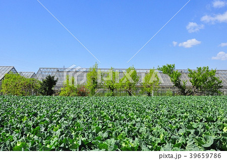 キャベツ畑と青空 39659786