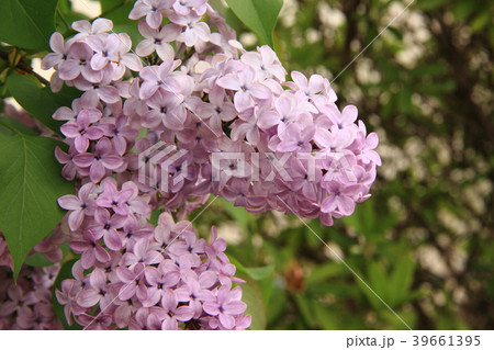 ライラックの花 ライラックの花 39661395