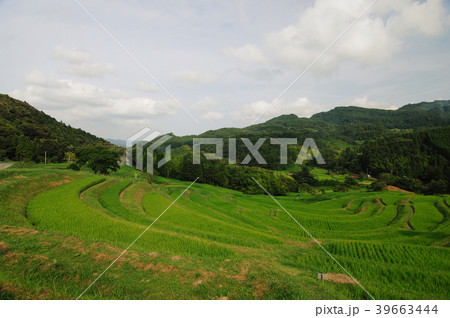 大山千枚田 39663444