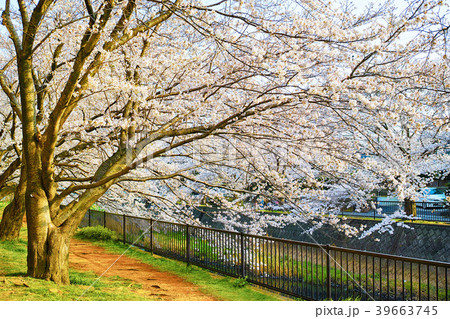 阿久和川沿いの桜 阿久和川沿いの桜 39663745