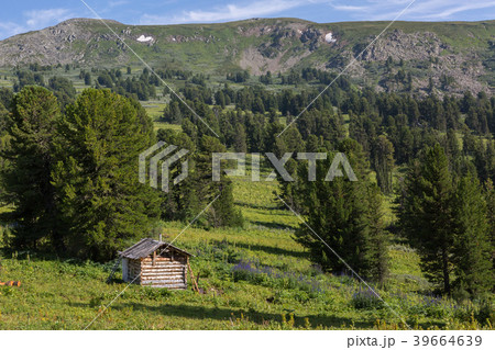 An old log cabin in a coniferous forest in Altai 39664639