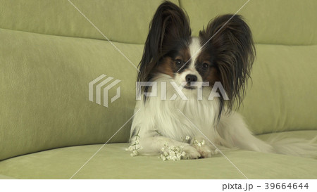 Beautiful young male dog Papillon on couch 39664644