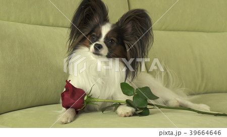 Dog Papillon with red rose in love on valentines 39664646