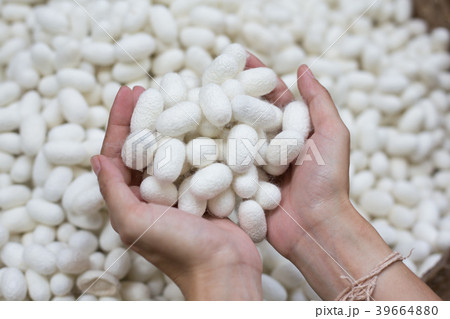 woman hand holding white silk cocoon woman hand holding white silk cocoon 39664880