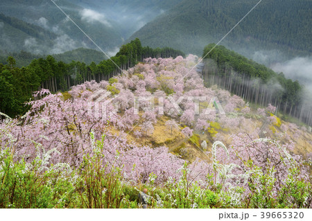 高見の郷　（天空の庭） 39665320