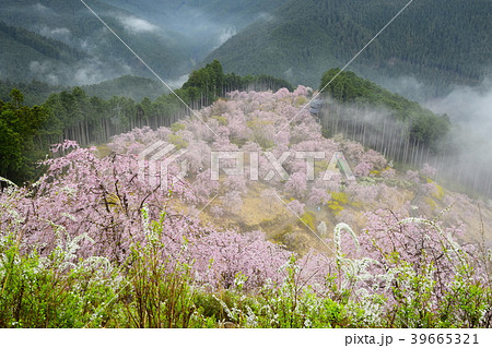 高見の郷 (天空の庭) 高見の郷 (天空の庭) 39665321