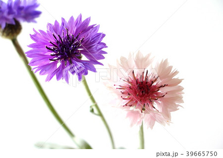 ヤグルマソウ 39665750