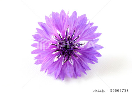 ヤグルマソウ ヤグルマソウ 39665753