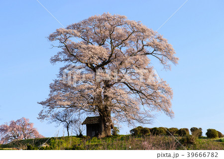 七草木の天神桜　福島県 39666782
